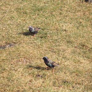 Common Starling