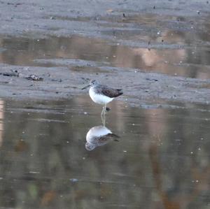 Green Sandpiper