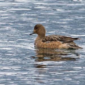 Eurasian Wigeon