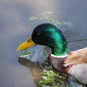 Mallard