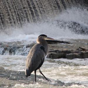 Great Blue Heron