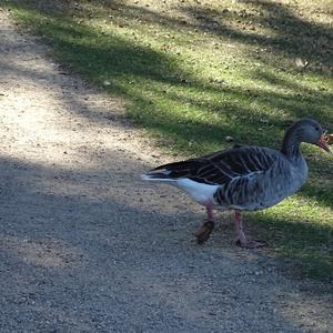 Greylag Goose