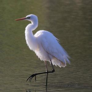 Great Egret