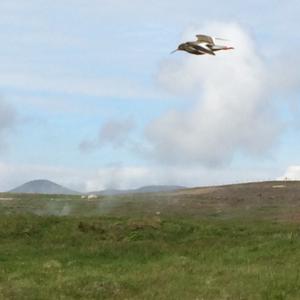 Common Redshank