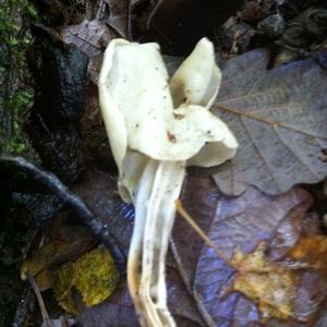 Fluted White Helvella