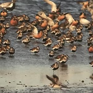 Common Ringed Plover