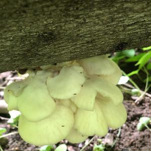 Oyster Mushroom