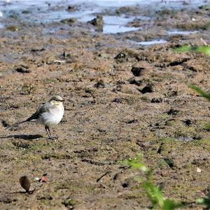 White Wagtail