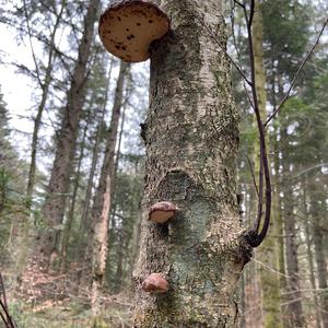 Red-belted Polypore