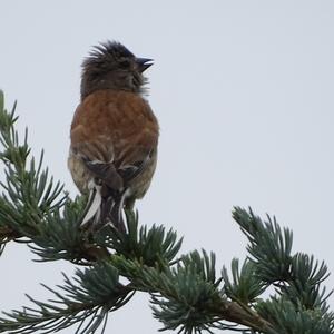 Eurasian Linnet