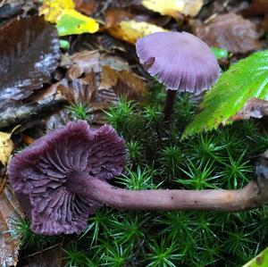 Amethyst Deceiver