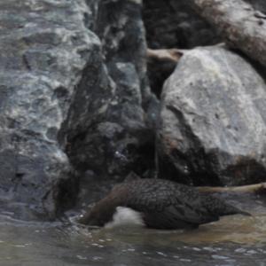 White-throated Dipper