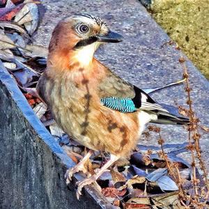 Eurasian Jay