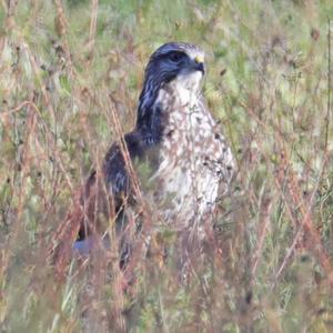 Common Buzzard