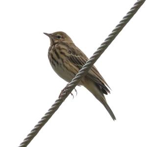 Tree Pipit