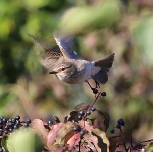 Spotted Flycatcher