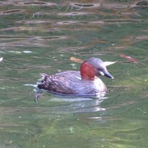 Little Grebe