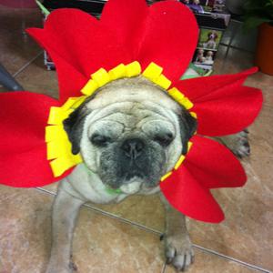 Unknown Breed