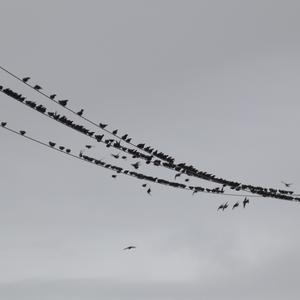 Spotless Starling