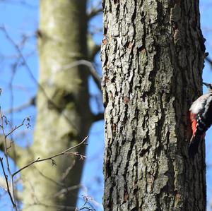 Great Spotted Woodpecker