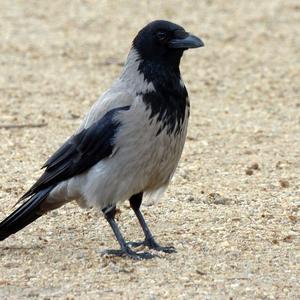 Hooded Crow