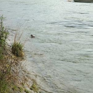 Red-breasted Merganser