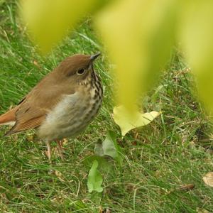 Hermit Thrush