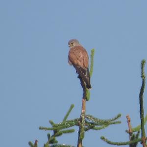 Common Kestrel