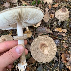 Shaggy Parasol