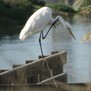 Great Egret