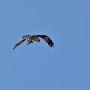 Osprey