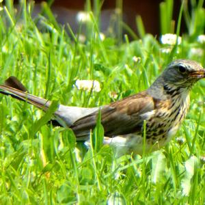 Fieldfare