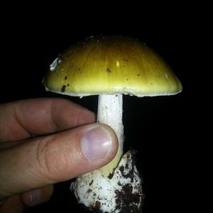 Death Cap