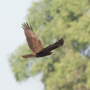 Western Marsh-harrier