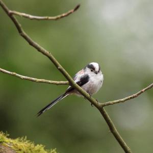 Long-tailed Tit