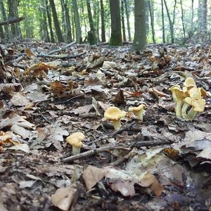 Chanterelle, Common