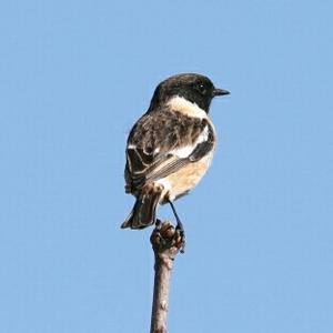 European stonechat