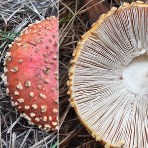 Fly Agaric