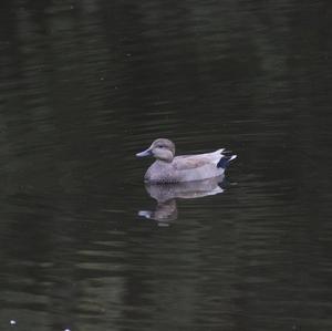 Gadwall