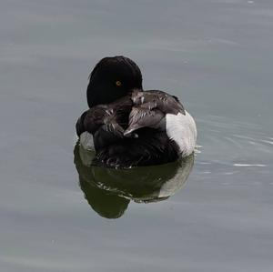 Tufted Duck