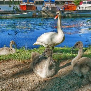 Mute Swan