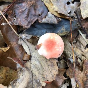 Bare-toothed Russula