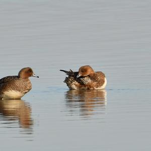 Eurasian Wigeon