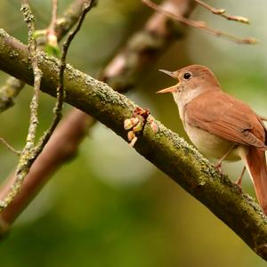 Common Nightingale