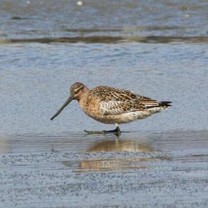 Bar-tailed Godwit