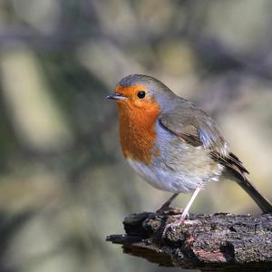 European Robin