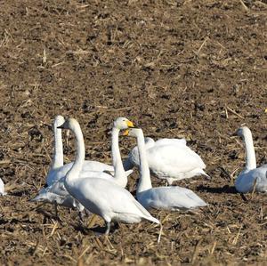 Whooper Swan