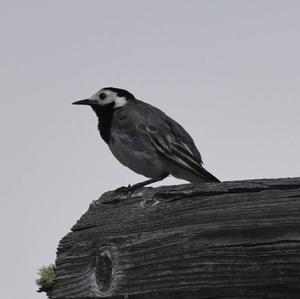 White Wagtail