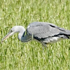 Grey Heron