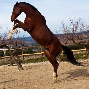 British Warmblood